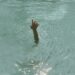 drowning divorce 1024x724 1